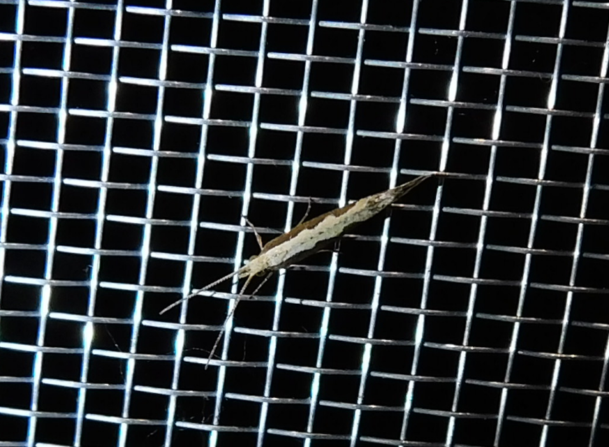 Plutella xylostella - káposztamoly