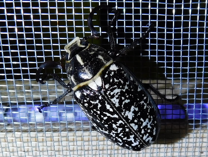 Polyphylla fullo - csapó cserebogár