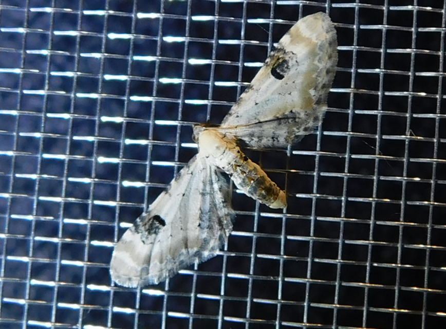 Eupithecia centaureata - búzavirág-törpearaszoló