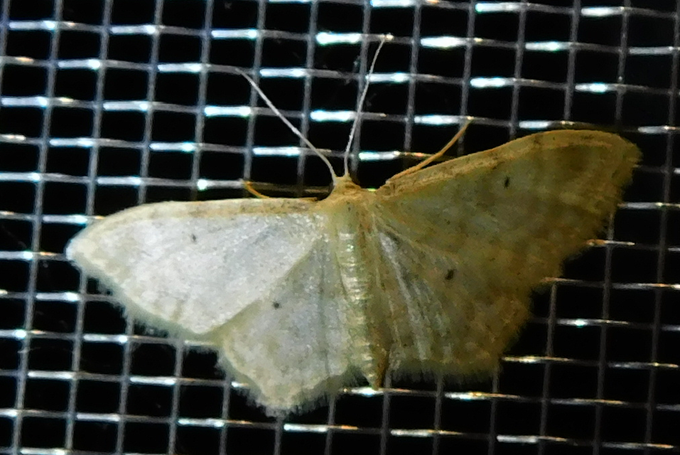 Idaea fuscovenosa - szürkeszélű apróaraszoló