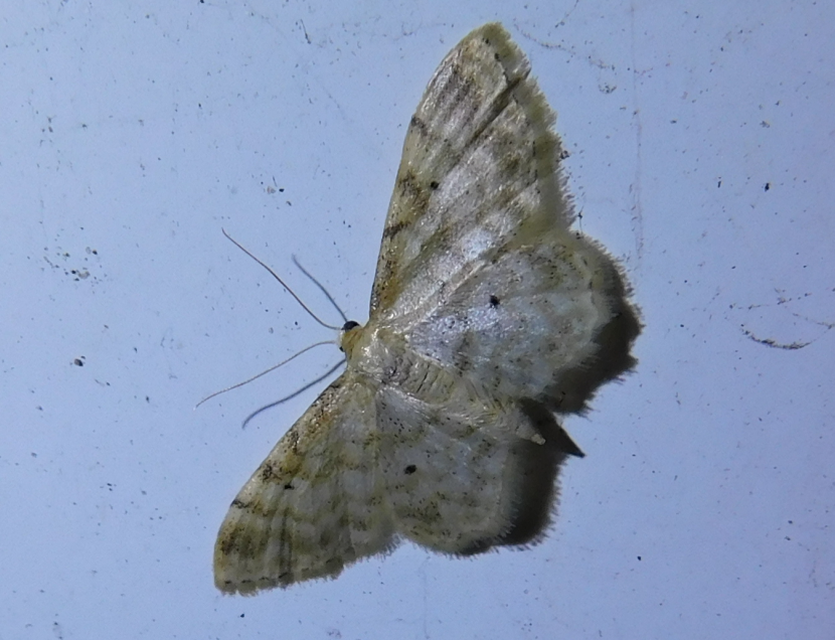 Idaea fuscovenosa - szürkeszélű apróaraszoló