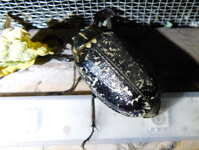 Polyphylla fullo - csapó cserebogár