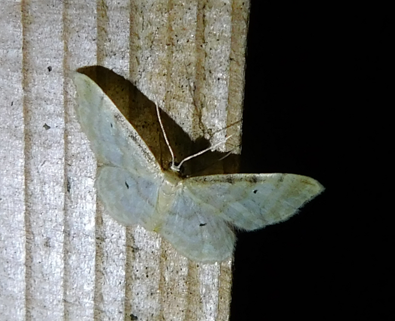Idaea fuscovenosa - szürkeszélű apróaraszoló
