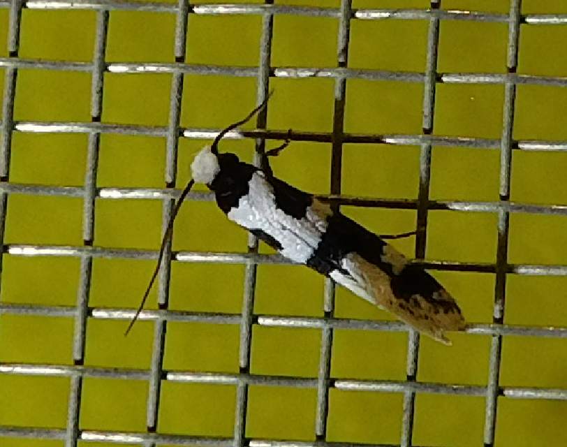 Neurothaumasia ankerella - magyarmoly