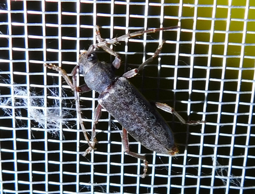 Trichoferus campestris - szállóvendég éjicincér