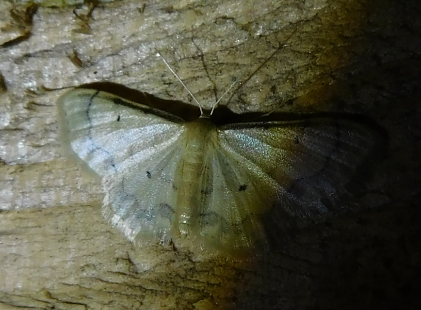 Idaea politaria - vonalas apróaraszoló