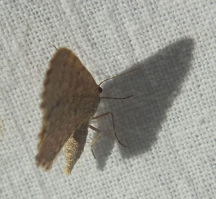 Euchoeca nebulata - barnás égeraraszoló