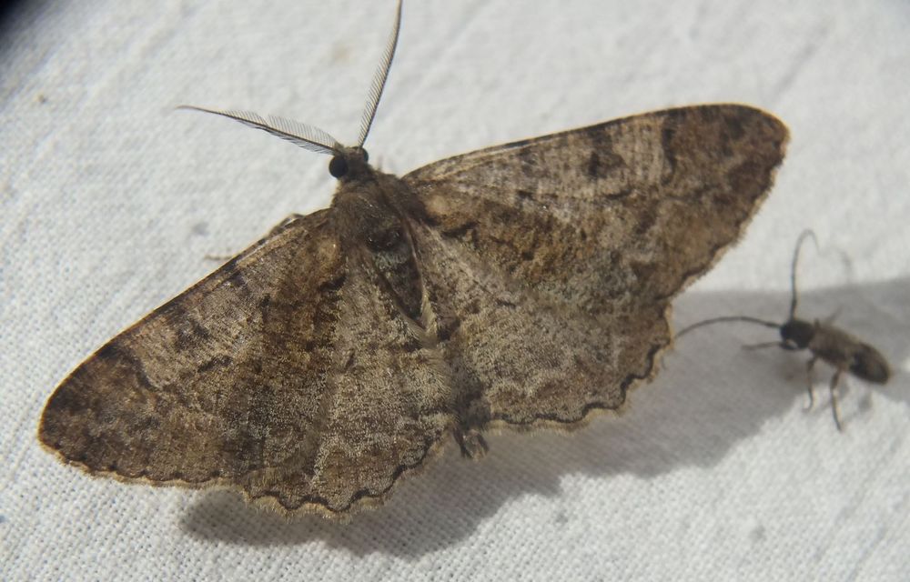 Alcis repandata - foltos faaraszoló