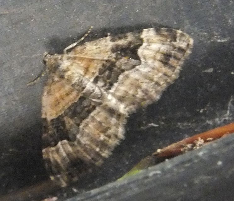 Xanthorhoe biriviata - kétsávos tarkaaraszoló