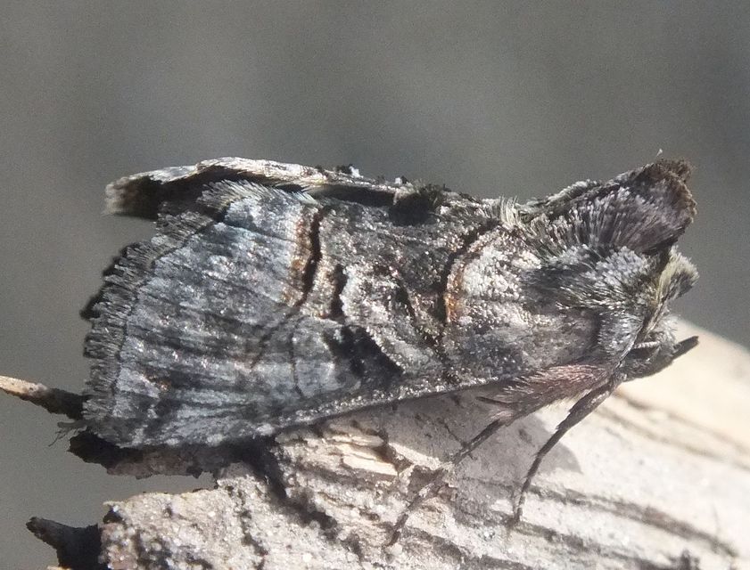 Abrostola tripartita - szürkeövű csalánbagoly
