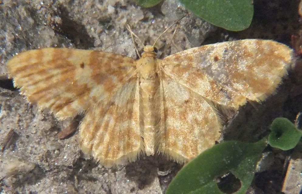 Hydrelia flammeolaria - narancssárga araszoló