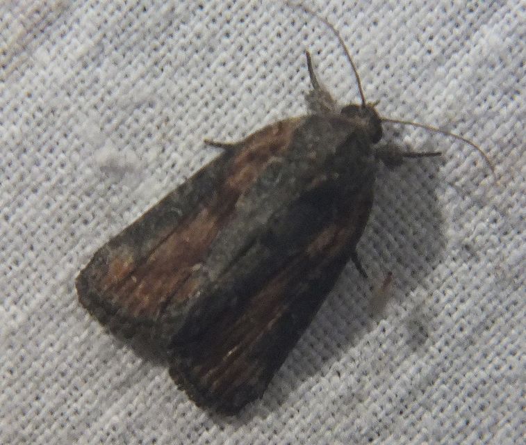 Bryophila raptricula/felina