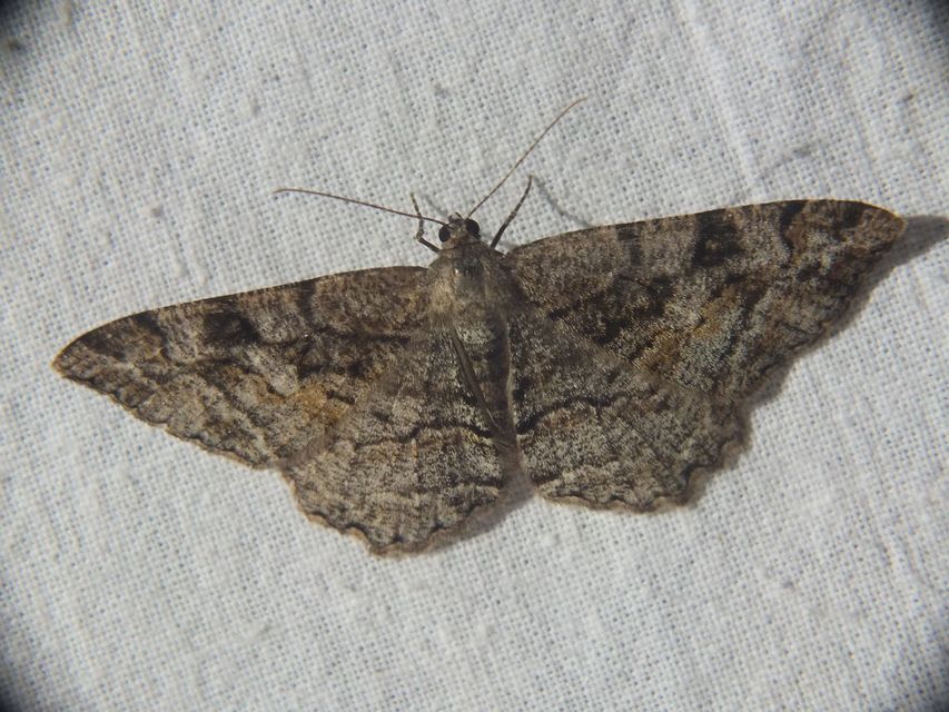 Alcis repandata - foltos faaraszoló