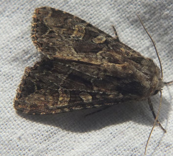 Apamea remissa - erdei dudvabagoly