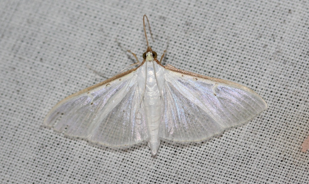Palpita vitrealis - hófehér tűzmoly