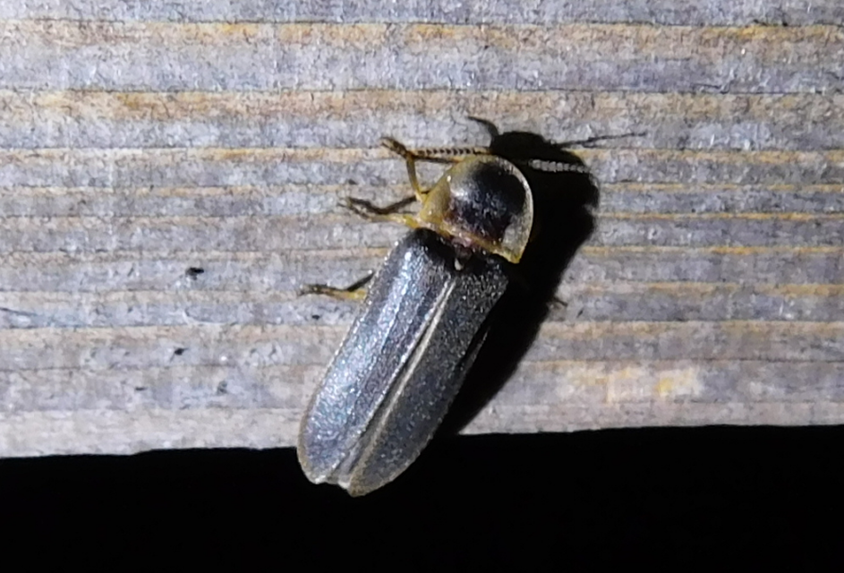 Lampyris noctiluca - nagy szentjánosbogár