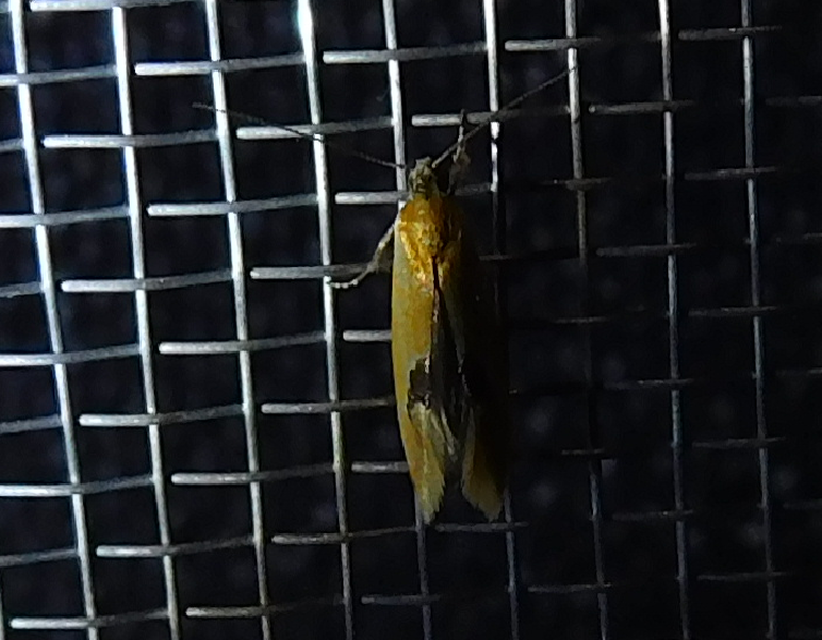 Batia internella/lambdella
