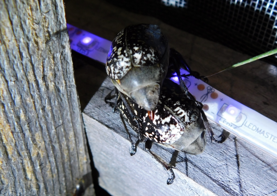Polyphylla fullo - csapó cserebogár