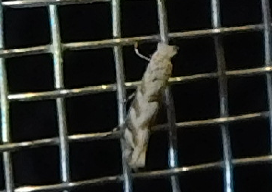 Phyllonorycter