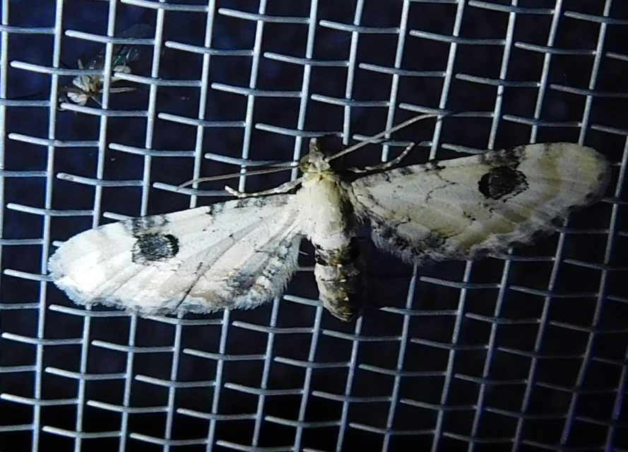 Eupithecia centaureata - búzavirág-törpearaszoló