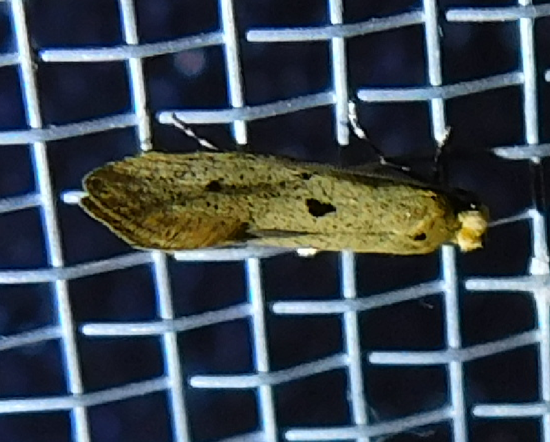 Tinea trinotella - hárompettyes fészekmoly