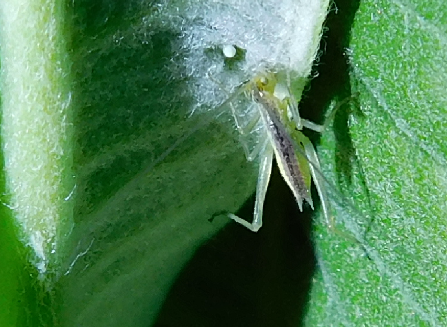 Oecanthus pellucens - pirregőtücsök