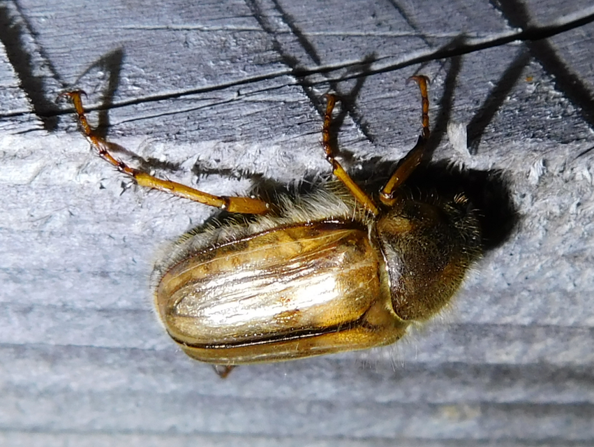 Amphimallon solstitiale - bordás sárgacserebogár