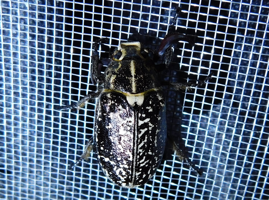 Polyphylla fullo - csapó cserebogár