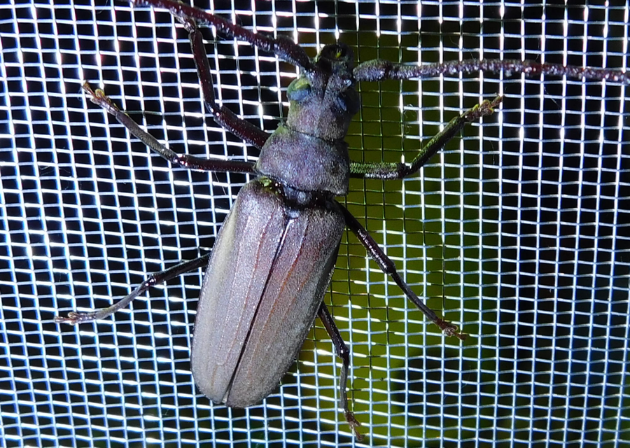 Aegosoma scabricorne - diófacincér