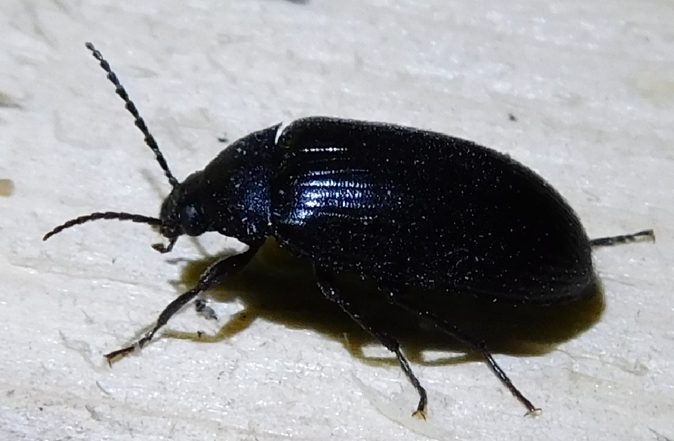 Prionychus melanarius - komor alkonybogár