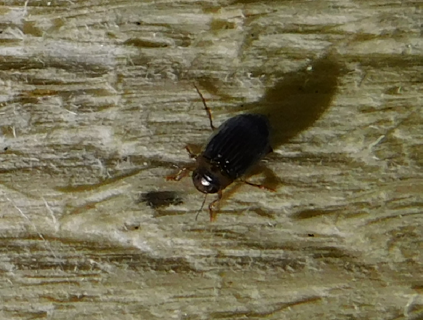 Hygrotus parallellogrammus - pettyesnyakú aprócsíkbogár