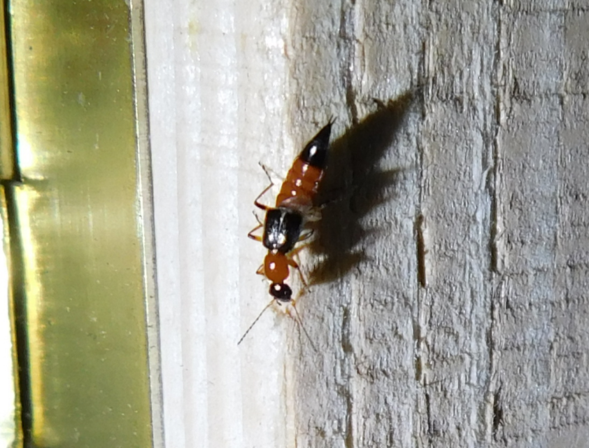 Paederus