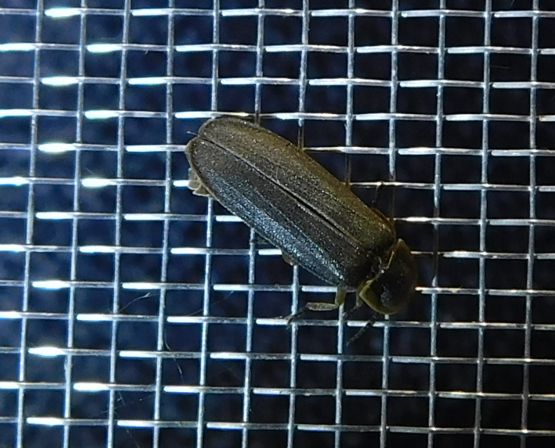 Lampyris noctiluca - nagy szentjánosbogár