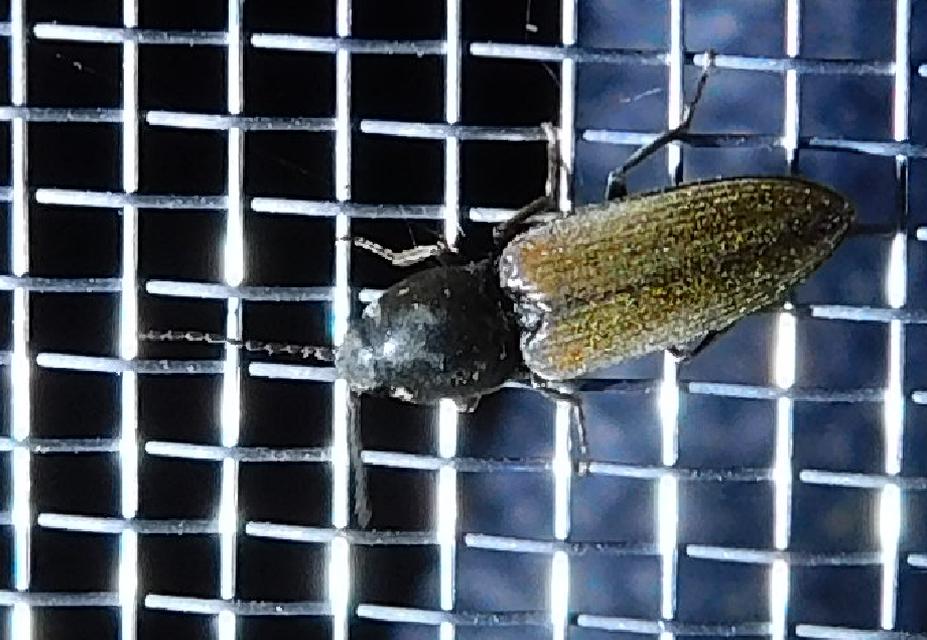 Dicronychus testaceus