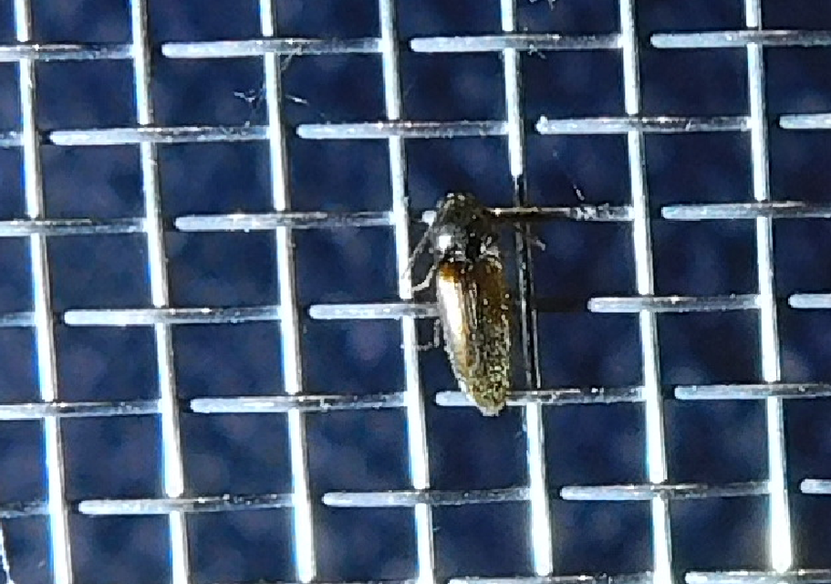 Adrastus rachifer - közönséges cserjepattanó