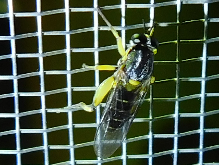 Solva marginata