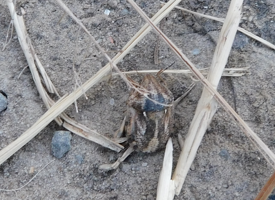 Eurygaster Eurygaster