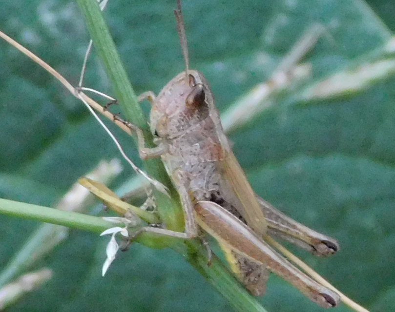 Pseudochorthippus parallelus - közönséges rétisáska