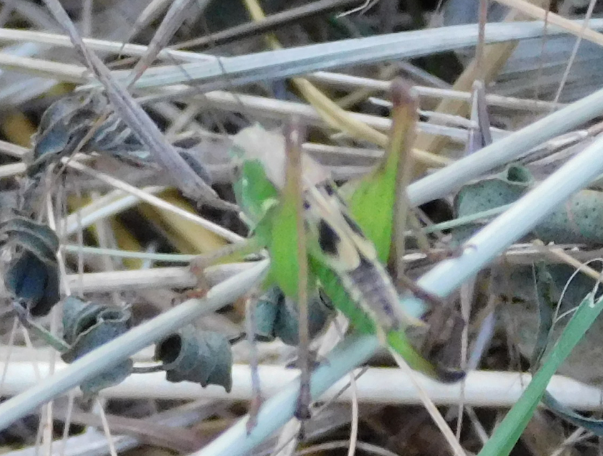 Platycleis