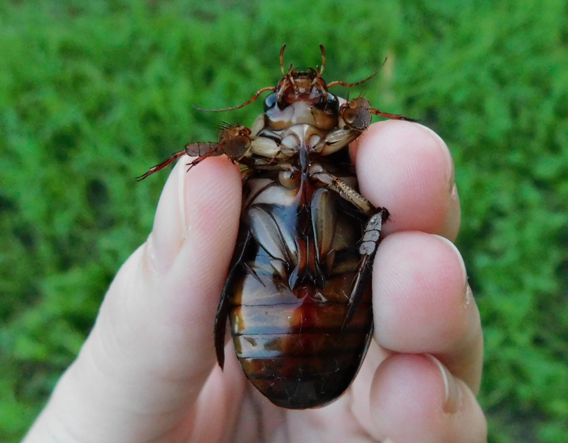 Dytiscus dimidiatus - tompacsípős csíkbogár