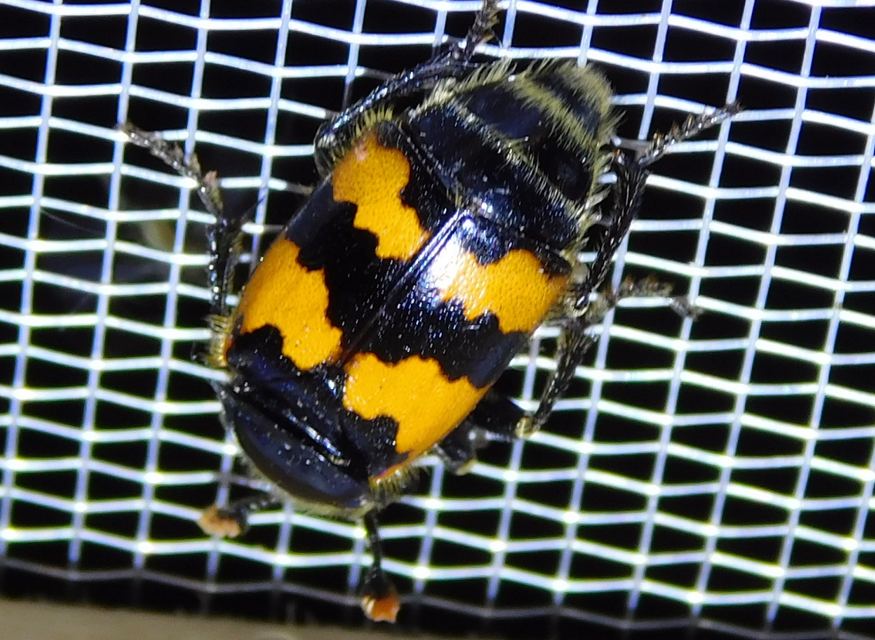 Nicrophorus vespillo - közönséges temetőbogár