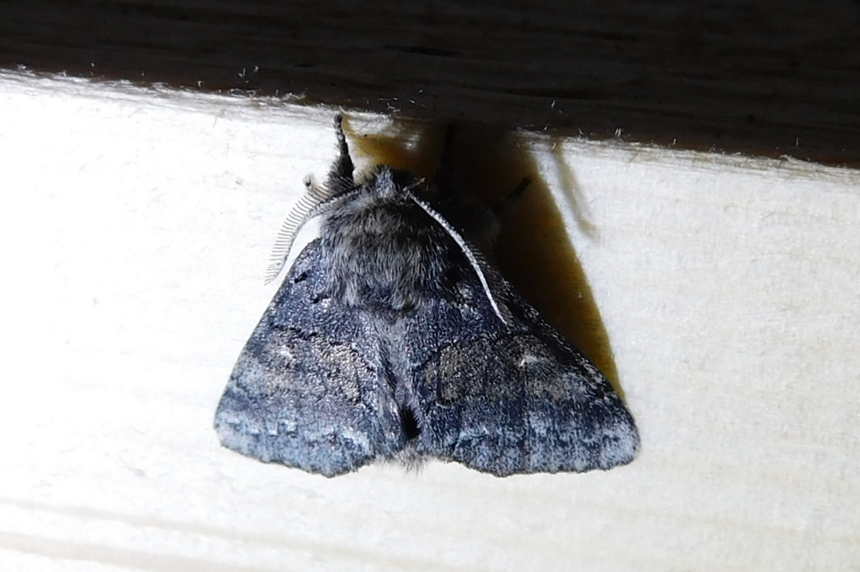 Gluphisia crenata - kormos púposszövő