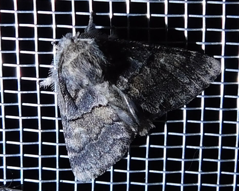 Gluphisia crenata - kormos púposszövő