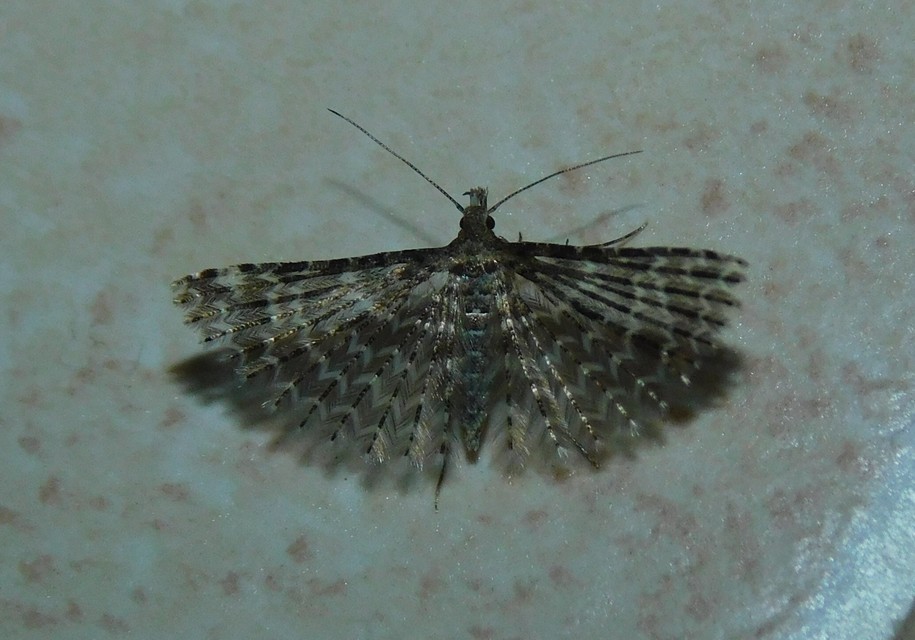 Alucita