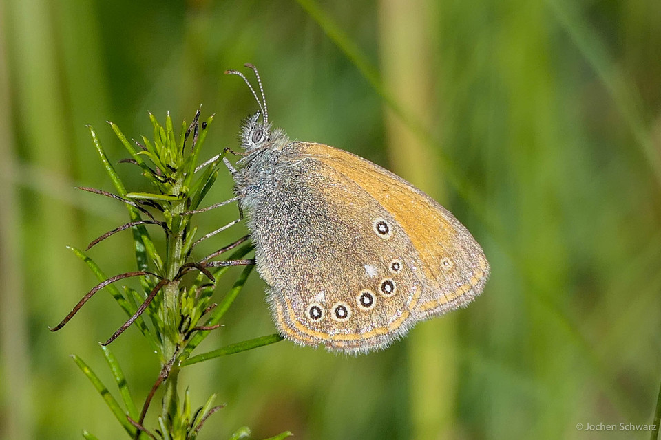 Coenonympha glycerion - közönséges szénalepke