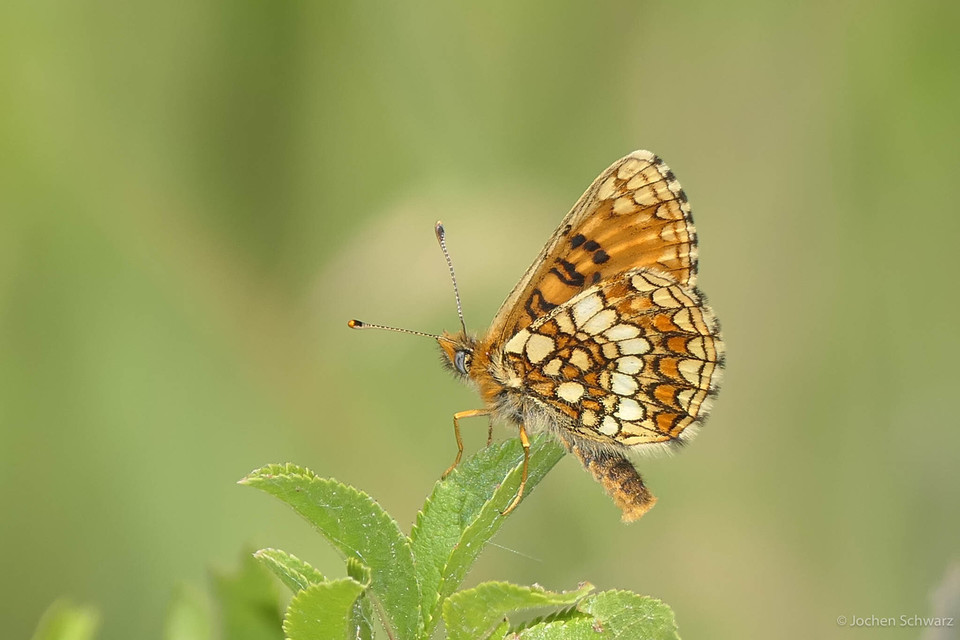 Melitaea aurelia - recés tarkalepke
