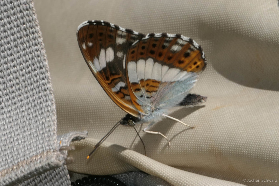 Limenitis camilla - kis lonclepke