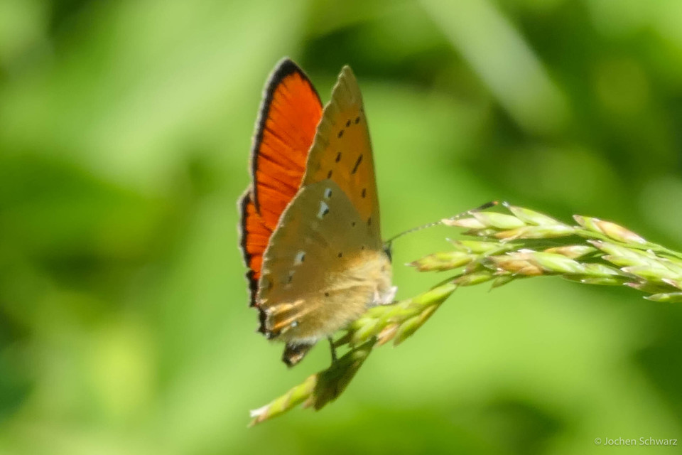 Lycaena virgaureae - arany-tűzlepke