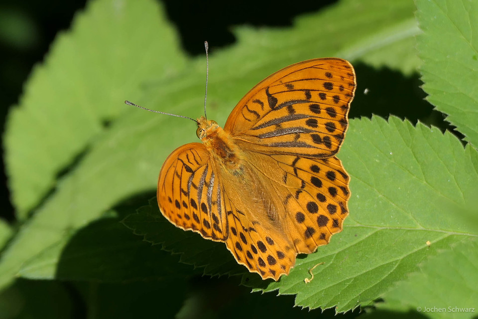 Argynnis paphia - nagy gyöngyházlepke