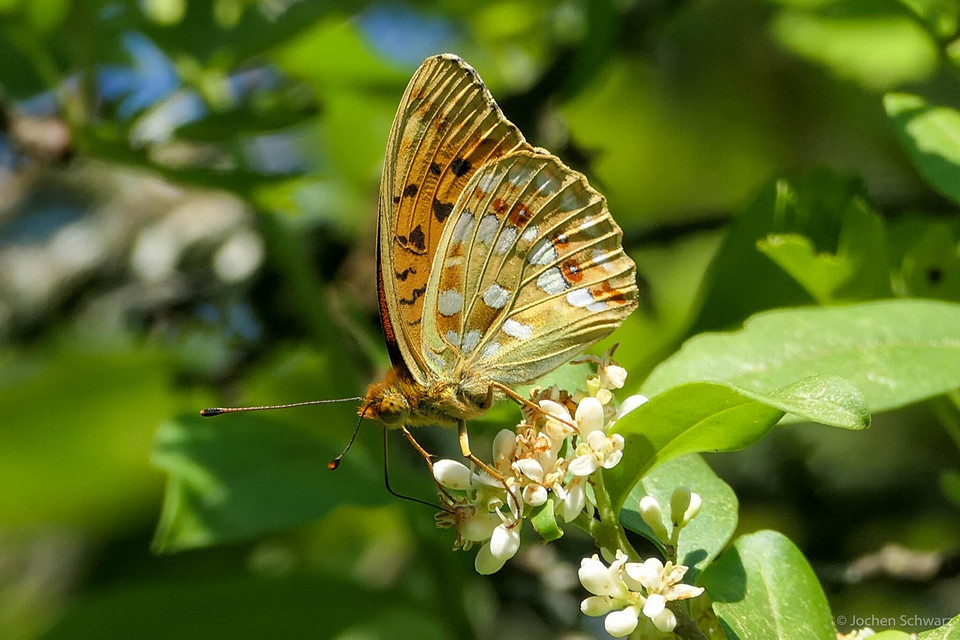 Argynnis adippe - ezüstös gyöngyházlepke